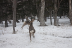 雪の原生林と飛び跳ねる２匹の鹿