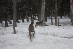 雪の原生林と２匹の鹿