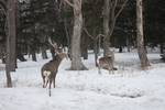 雪の原生林と２匹の鹿