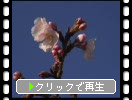カワヅザクラの蕾と開花