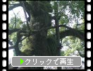 太宰府天満宮の楠の古木