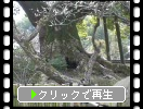 太宰府天満宮の楠の古巨木