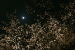 半月と夜桜