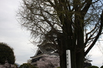 熊本城の「銀杏の樹」と天守閣