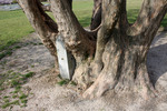 石柱を抱くトウカエデの幹と根