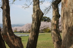 トウカエデの幹と桜並木
