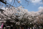 秋月「杉の馬場」の桜並木