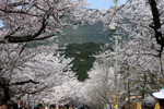 秋月「杉の馬場」の桜並木