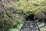 垂裕神社への石段と春模様