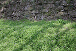 城の石垣と土塁の春野草