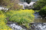 ナノハナと川の春景色