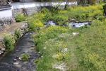 ナノハナと春の川