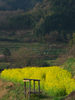 稲渕の棚田と菜の花