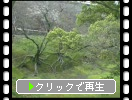 熊本城の空堀と新緑の木