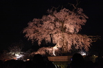 ライトアップされた円山公園夜桜
