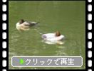 福岡城の濠と野鳥たち