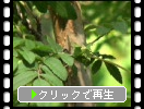 サンショウバラの緑葉と若い実