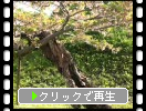 函館「五稜郭址」の桜の古木