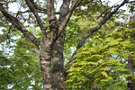 ハウチワカエデの幹と新緑