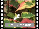 ドクダミ・カメレオンの葉と花