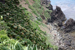 奄美大島の「ソテツ群生地・サンゴ礁」