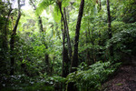 奄美大島のヒカゲヘゴと原生林