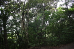 奄美大島の原生林