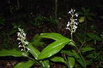 奄美大島の原生林に咲く白い花