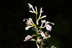 奄美大島の原生林に咲く白い花