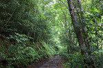 奄美大島の原生林と散策路