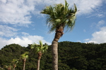 奄美大島の「大浜海浜公園」の並木