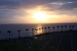 奄美大島「大浜海浜公園」の夕陽とヤシの並木
