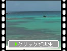 珊瑚礁の青い海とピンク色のグンバイヒルガオ
