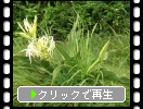 初夏の奄美大島「あやまる岬」の植物たち