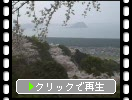 鏡山の桜並木と虹の松原