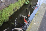 城下街の「鯉が泳ぐ用水路」