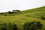 草原と馬