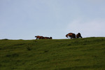 草原に生息する野生馬