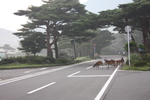霧の車道を行く鹿たち