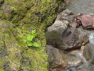 渓流の苔むす岩と小さな野草