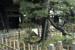 泉岳寺の松の木