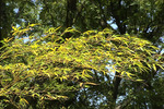 キンメイチクの葉