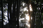 樹間から見た池に反射する夕日の帯