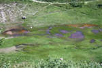 立山室堂の「血の池湿原」