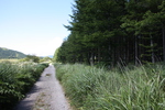湿原の木道と脇の森