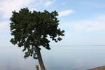 「サロマ湖」と一本の木