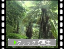 奄美大島・金作原原生林のヒカゲゴケ