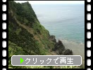 奄美大島のソテツ群生