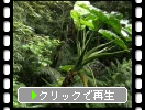 奄美大島の亜熱帯「金作原原生林」