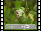 ツルニンジンの花